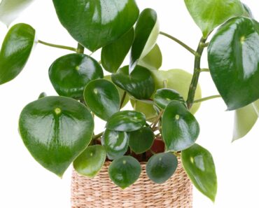 How to care for a peperomia plant