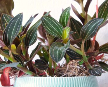 How to grow and care for a jewel orchid
