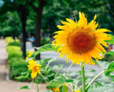 How To Join International Sunflower Guerrilla Gardening Day