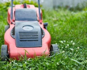 What Is No Mow May And How Does It Help Pollinators?