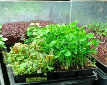 10 Microgreen Mistakes You Need to Avoid