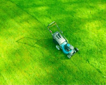 5 Common Lawn Care Myths That Are Totally Groundless