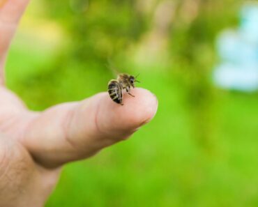 Bee Sting Self-Care: Bee And Wasp Sting Treatment At Home