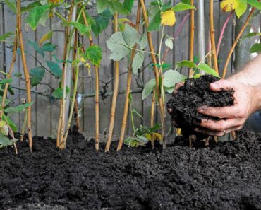 Complete guide to garden manure