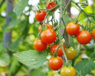 Do Cherry Tomatoes Need Cages?