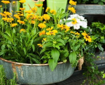 Grow These 12 Natives Anywhere With Containers