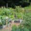 How Community Gardens Benefit The Economy And Your Wallet