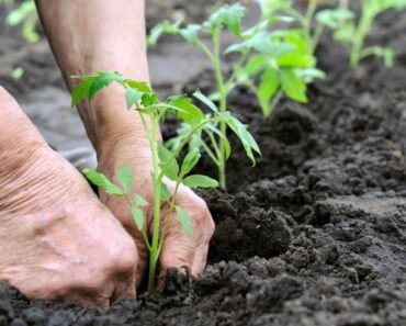 How Deep To Plant Tomatoes For Thriving Plants