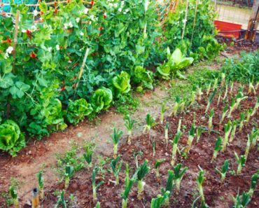 How To Avoid Overplanting: Common Vegetable Yields Per Plant