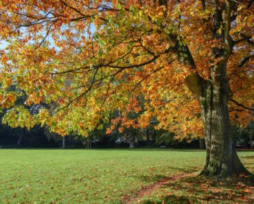 How to grow and care for a red oak tree