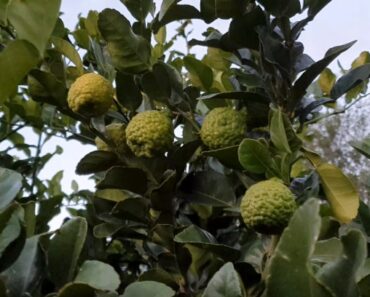 How to Grow Kaffir Limes / Makrut Limes (Citrus hystrix)