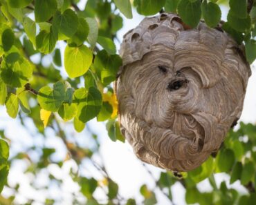 How To Identify A Hornet, Wasp, and Bee Nests