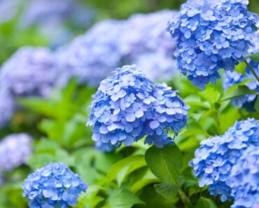 Tips For Pruning Endless Summer Hydrangea Bushes