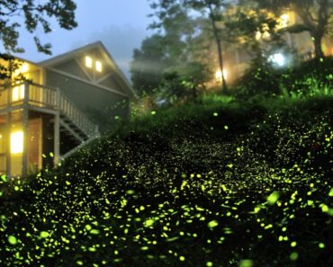 Turn Off The Lights! How To Stop Firefly Population Decline
