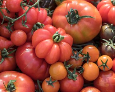 7 things you need to know about growing tomatoes