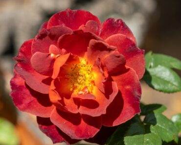 8 Unique Roses To Grow For A One Of A Kind Garden