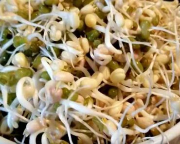 How to Grow Mung Beans Sprouts
