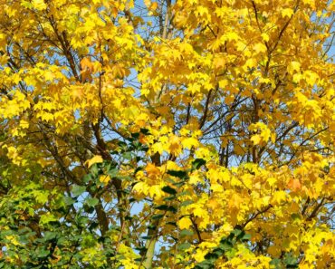 How to grow Norway maple