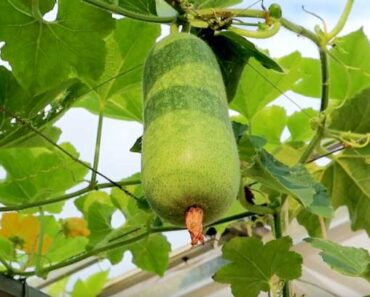 How to Grow Winter Melon (Wax Gourd, Benincasa hispida)