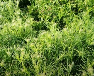 How to Grow Your Own Cumin Herb (Cuminum cyminum)