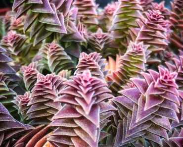 Unique Succulents To Add To Your Collection