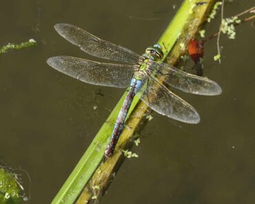 Wildlife watch: The emperor dragonfly