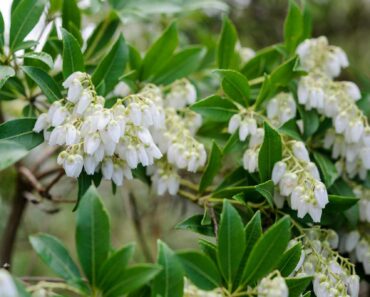 Best shrubs to grow in shade