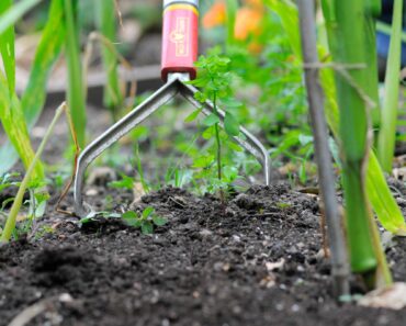 Five ways to eradicate garden weeds