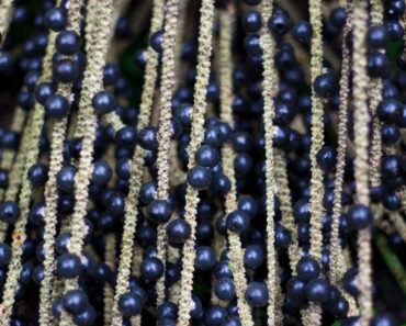 How To Grow Acai Berry Trees – Growing Acai Berries From Seed
