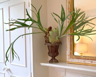 How to grow and care for a staghorn fern