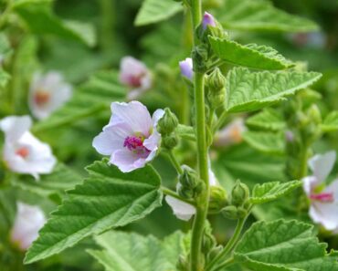 How to grow marsh mallow plant