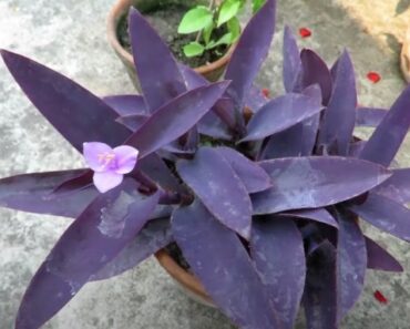 How to Grow Purple Heart Plant (Tradescantia pallida)