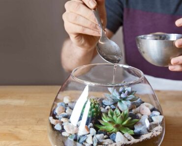 How to look after a terrarium