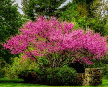 Native Redbud Tree Varieties And Cultivars For Every Garden