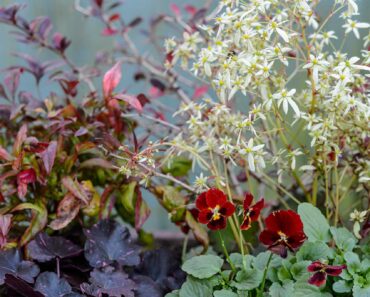 Plants for a purpose: autumn shade