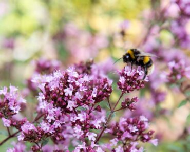 The best flowers for bumblebees