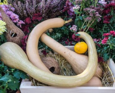 Wonderful And Weird Squash Varieties You Should Grow