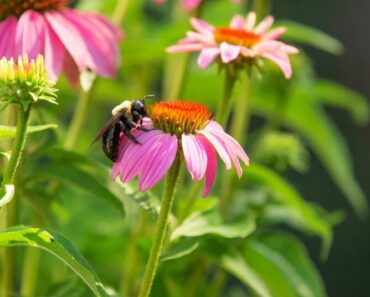 15 Beneficial Plants for Bees and Other Pollinators