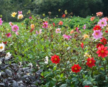8 things you need to know about growing dahlias