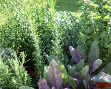 Best Companion Plants For Thyme In The Garden