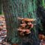 Common Types Of Tree Fungus