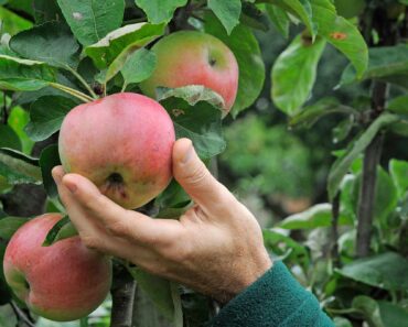 Eight things you need to know about growing apples