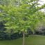 How to Grow a Ginkgo Biloba (Maidenhair) Tree