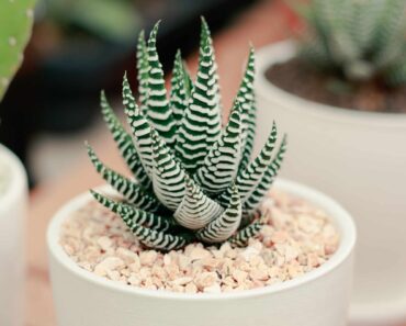 How to grow and care for haworthia