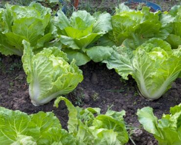 How To Grow Napa Cabbage (Brassica rapa subsp. pekinensis)