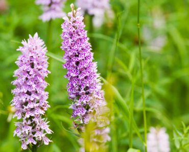 How to grow the common spotted orchid