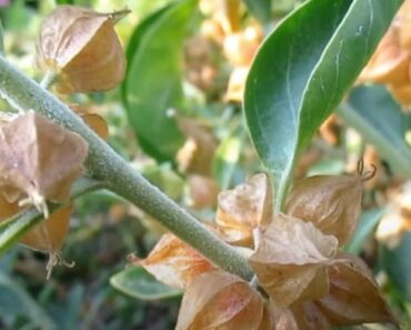 How to Grow Your Own Ashwagandha (Withania somnifera)