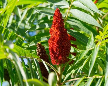 How To Harvest And Use Staghorn Sumac