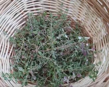 What is a sprig of thyme?