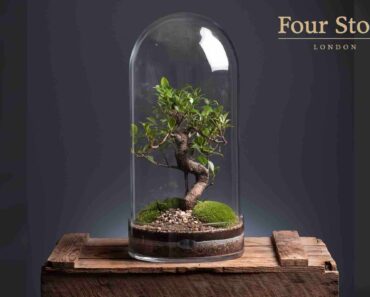 Win a Terrarium, tool kit and water bottle, worth £350